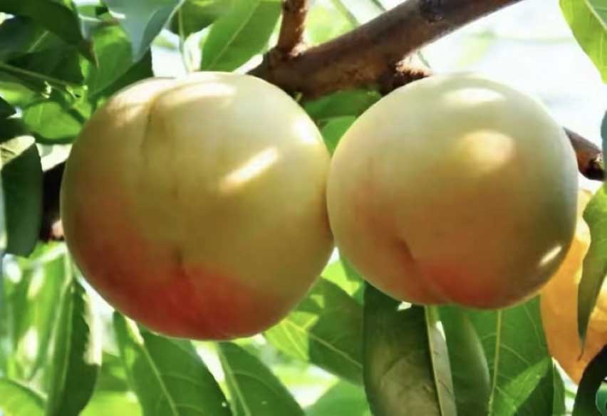 中国绿色有机农场寻访记--阳山酵素水蜜桃园